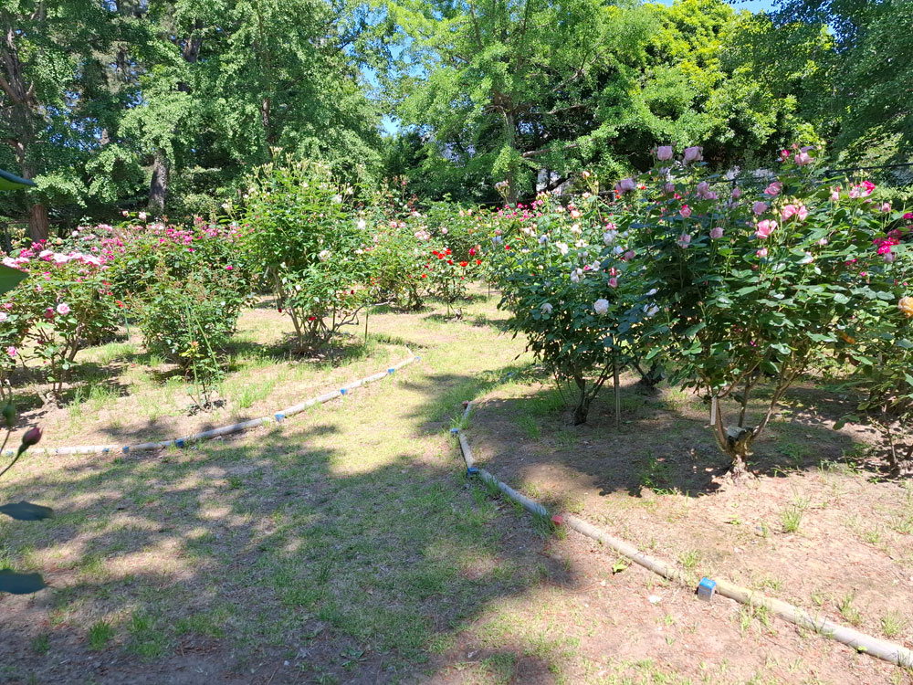 寺尾中央公園 バラ園