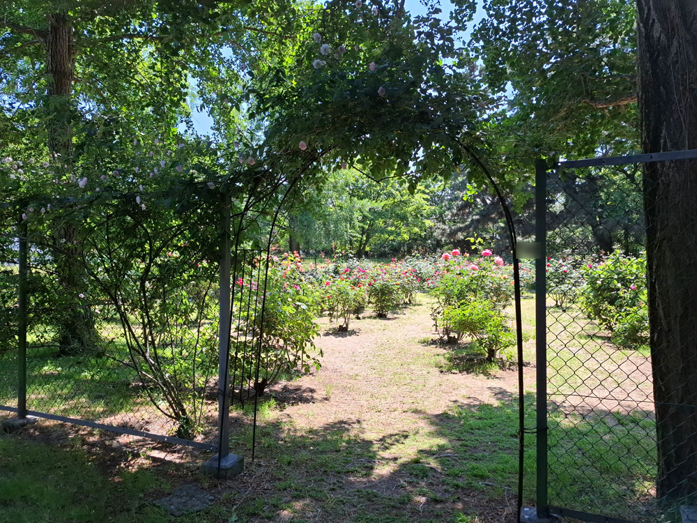 寺尾中央公園 バラ園の入口