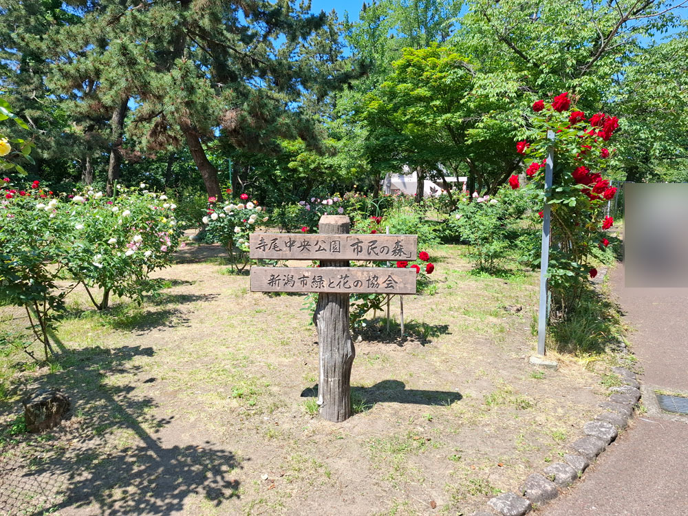 寺尾中央公園 バラ園