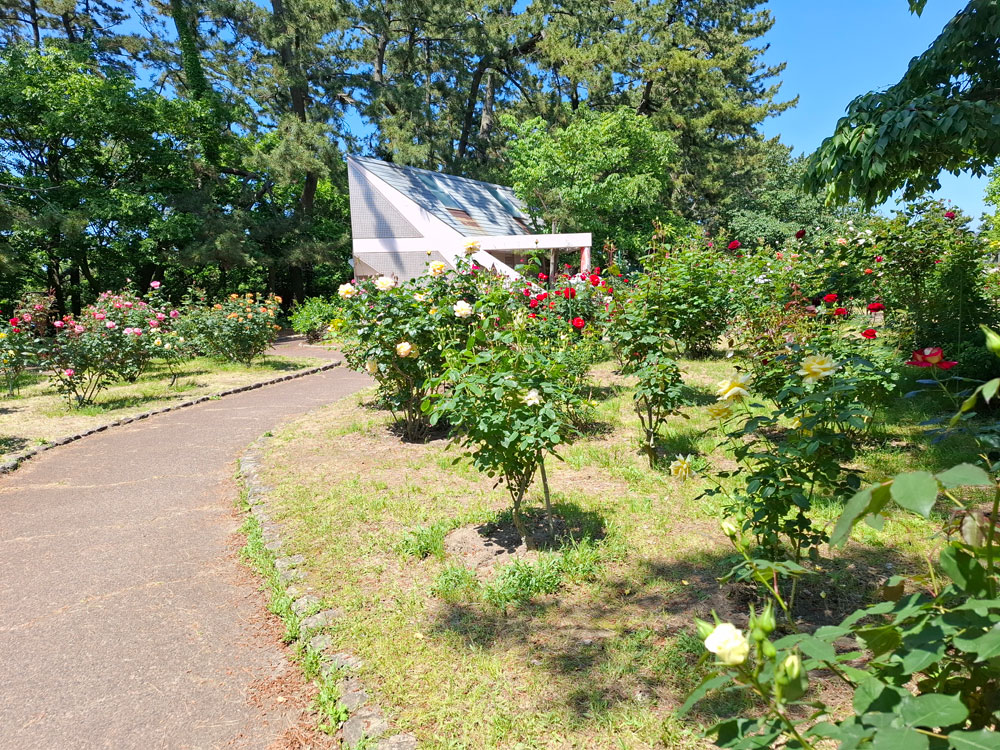 寺尾中央公園 バラ園の様子